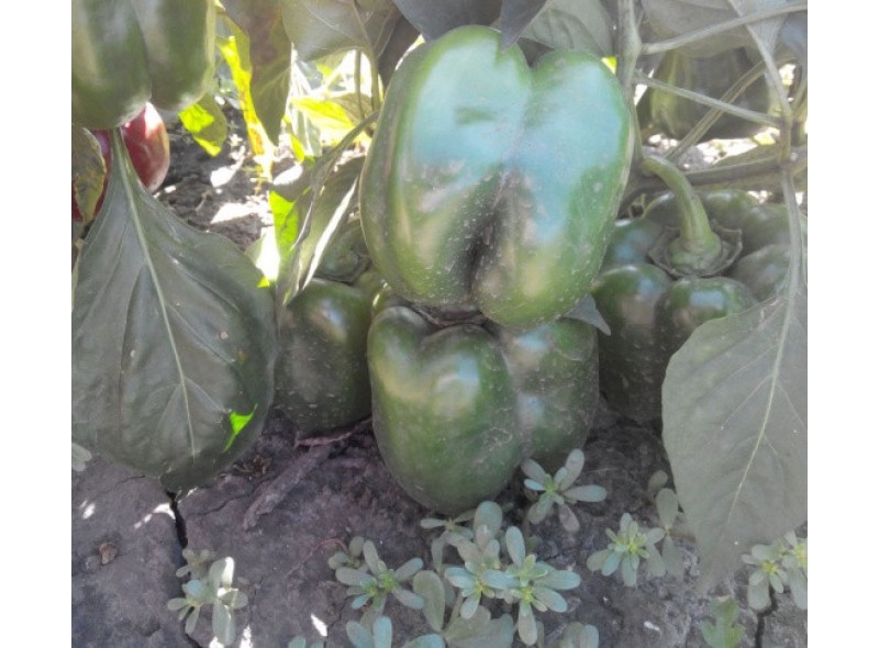 Семена перца сладкого Трик F1 (поздний) кубический (500 нас.) Lark Seeds
